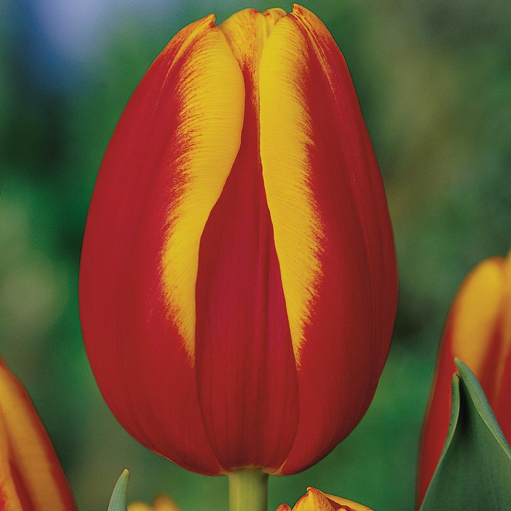 Bulbi Lalele Andre Citroen (5 Bucati/Pachet)