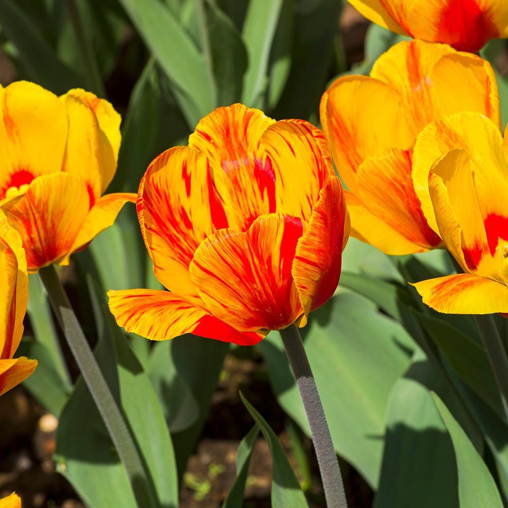 Bulbi Lalele Andre Citroen (5 Bucati/Pachet)