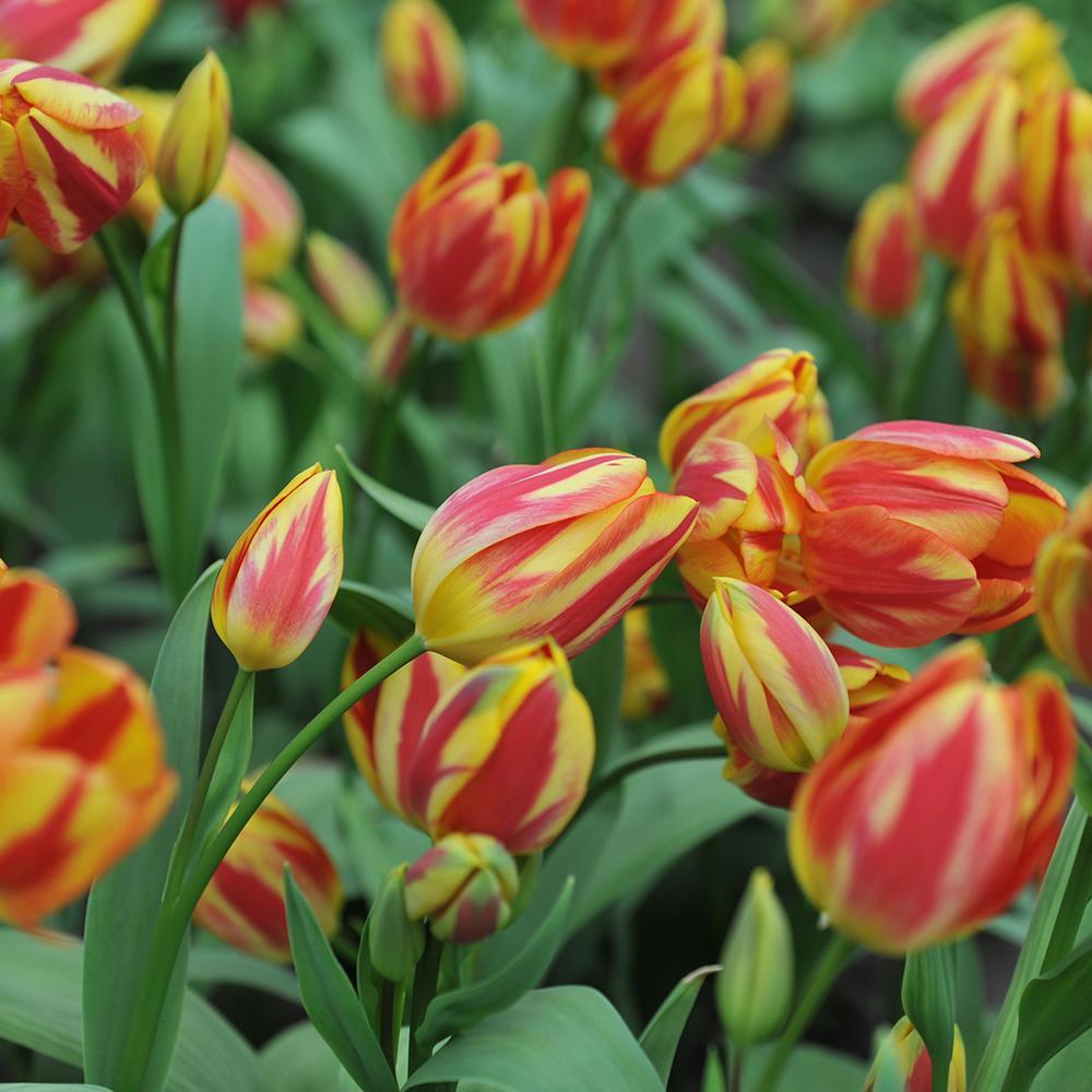 Bulbi Lalele Antoinette (5 Bucati/Pachet)