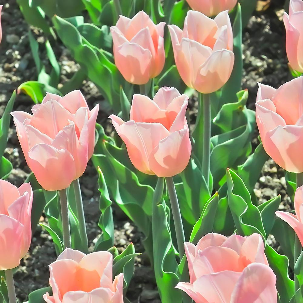 Bulbi Lalele Apricot Beauty (5 Bucati/Pachet)