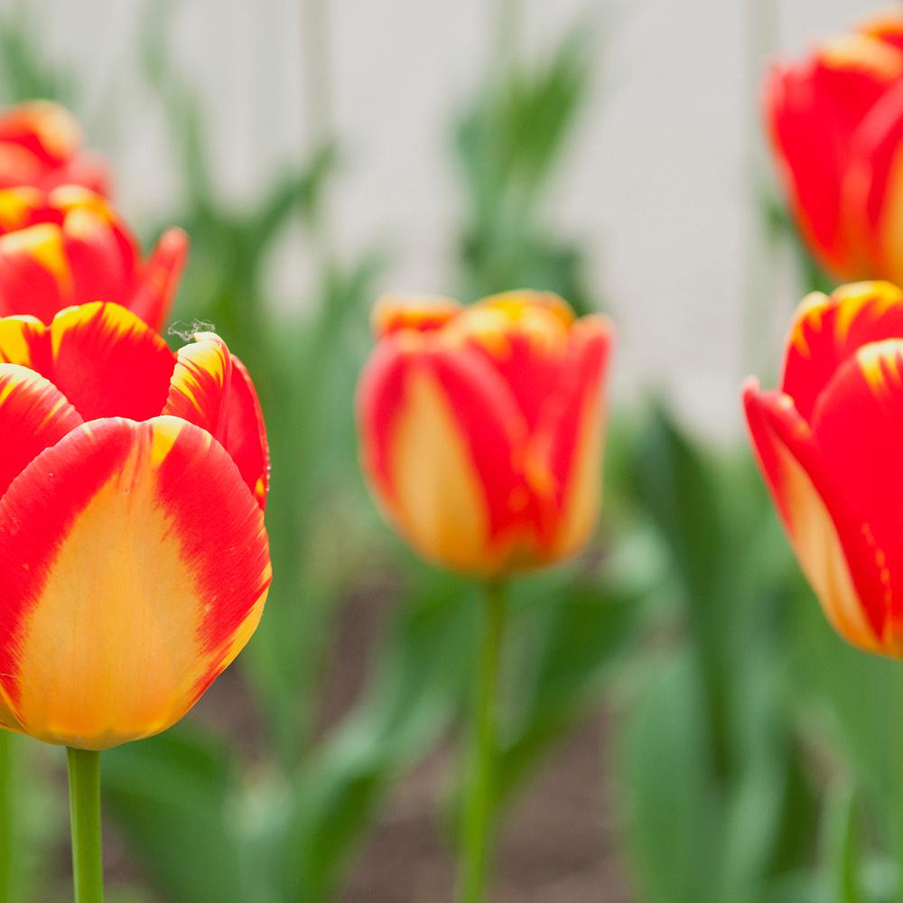 Bulbi Lalele Banja Luka (5 Bucati/Pachet)