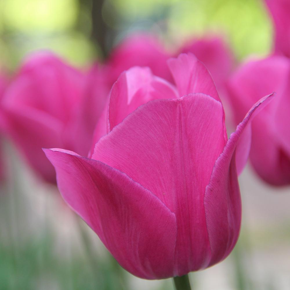 Bulbi Lalele Barcelona (5 Bucati/Pachet)