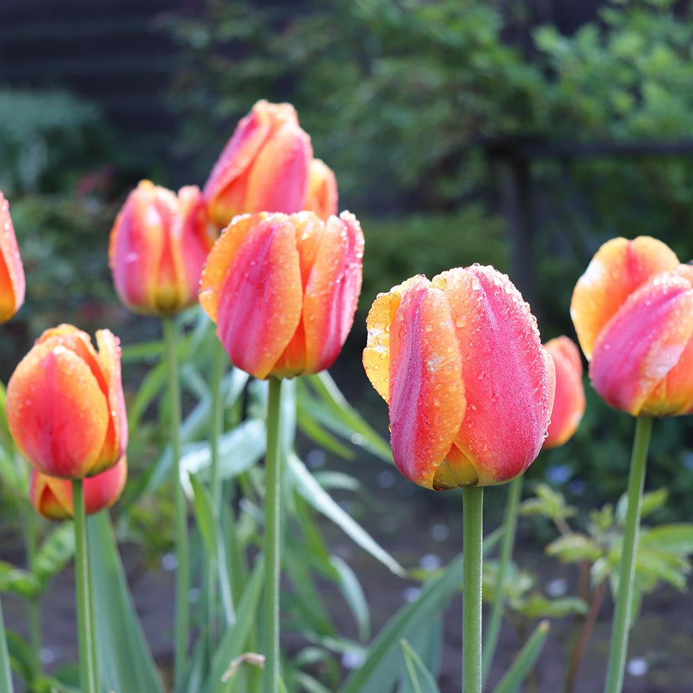 Bulbi Lalele Beauty Of Apeldoorn (5 Bucati/Pachet)