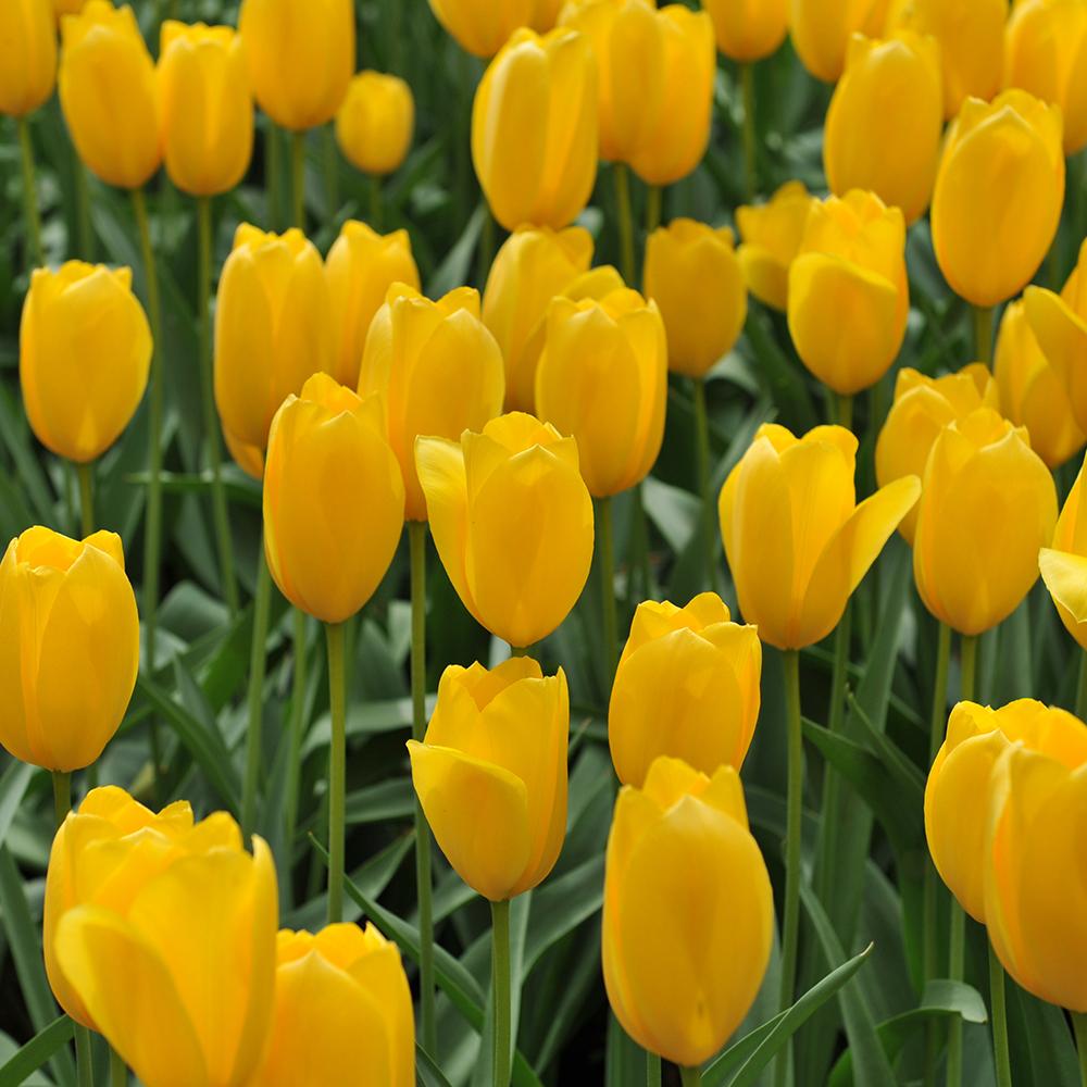 Bulbi Lalele Big Smile (5 Bucati/Pachet)