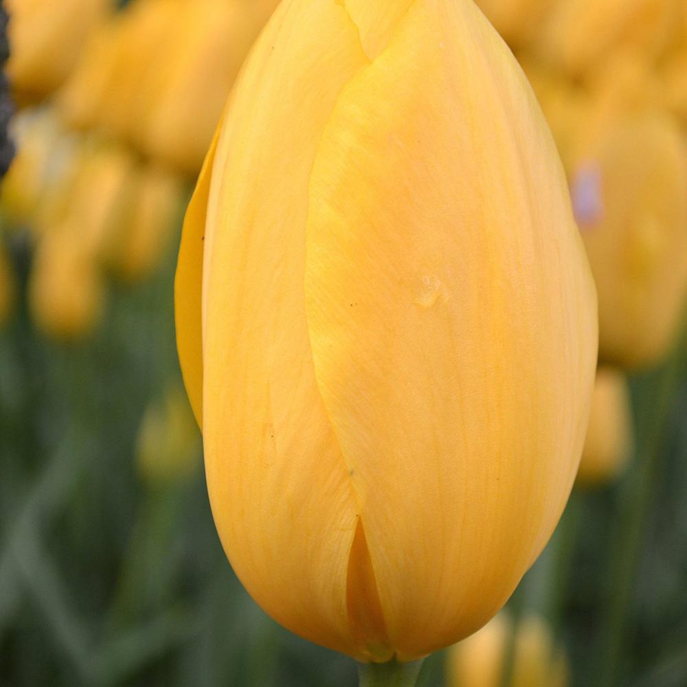 Bulbi Lalele Big Smile (5 Bucati/Pachet)