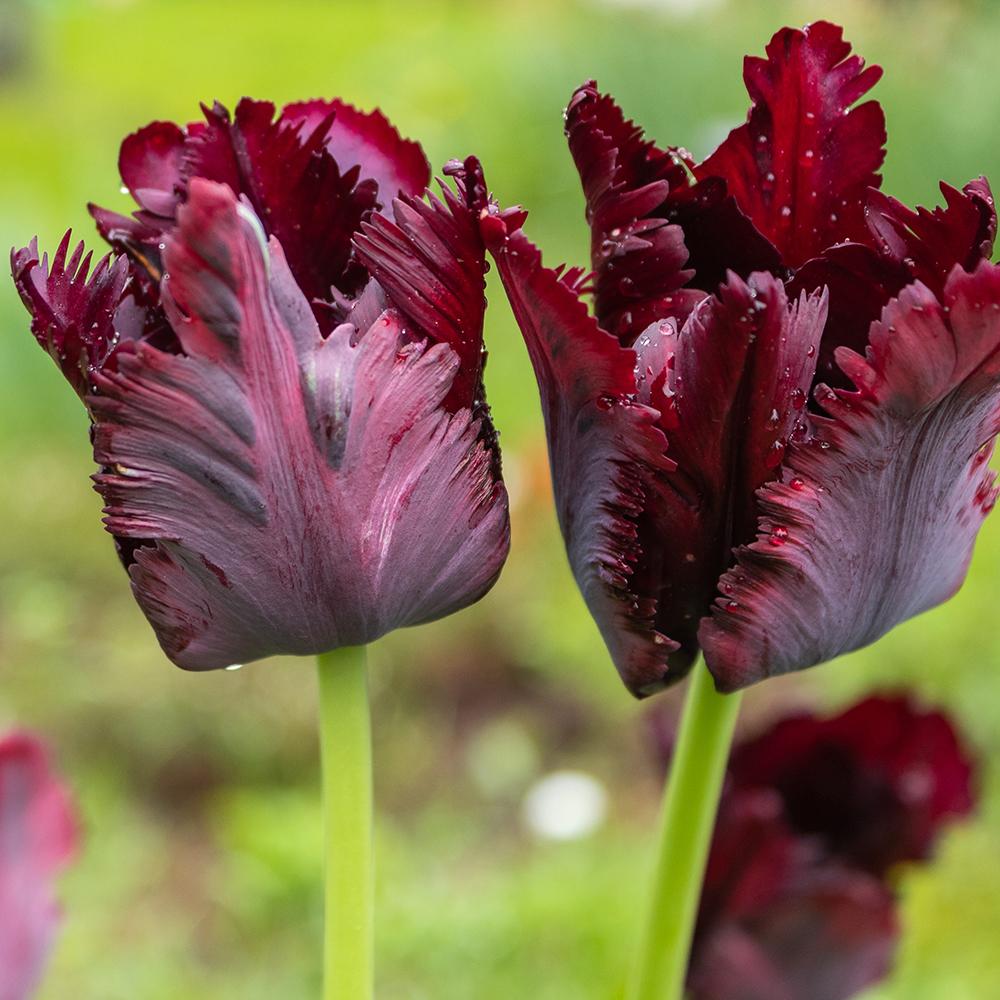 Bulbi Lalele Black Parrot (5 Bucati/Pachet)