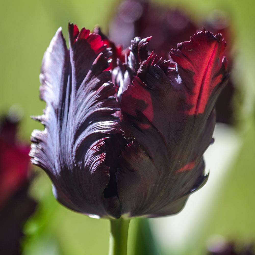 Bulbi Lalele Black Parrot (5 Bucati/Pachet)