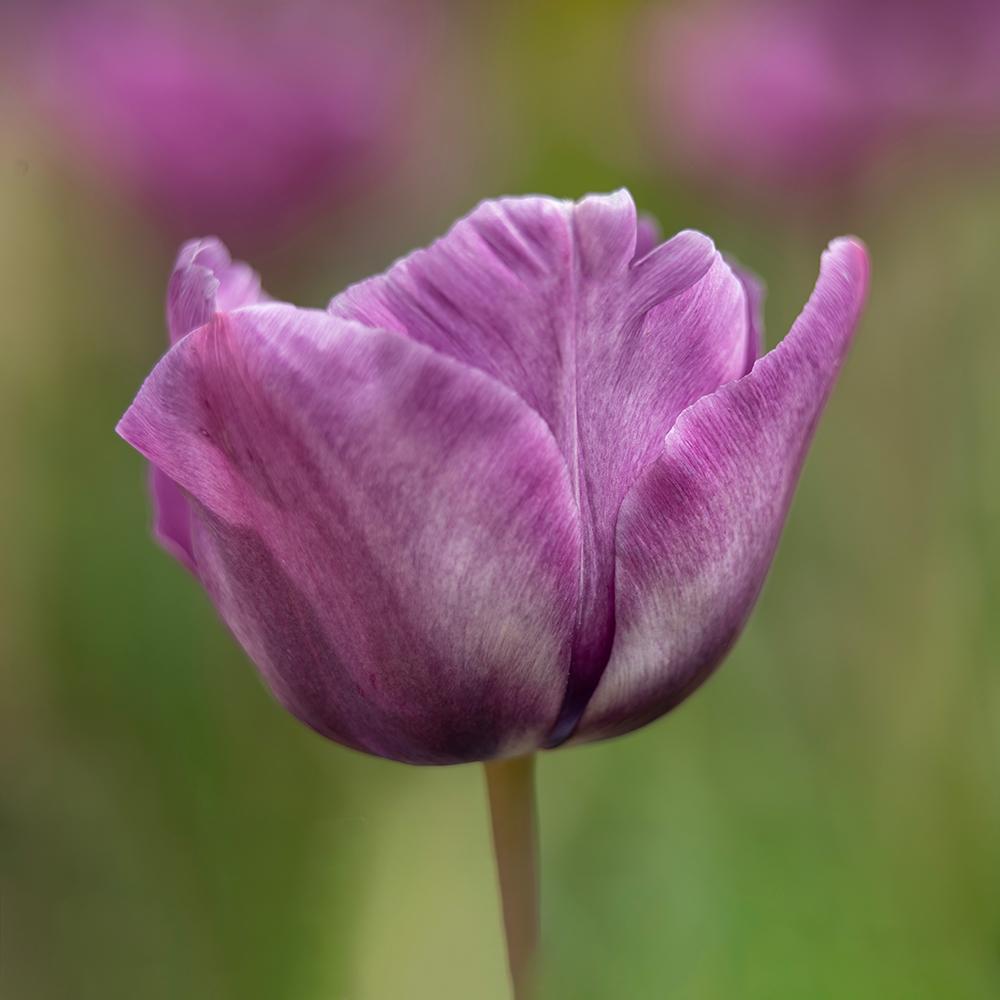 Bulbi Lalele Bleu Aimable (5 Bucati/Pachet)