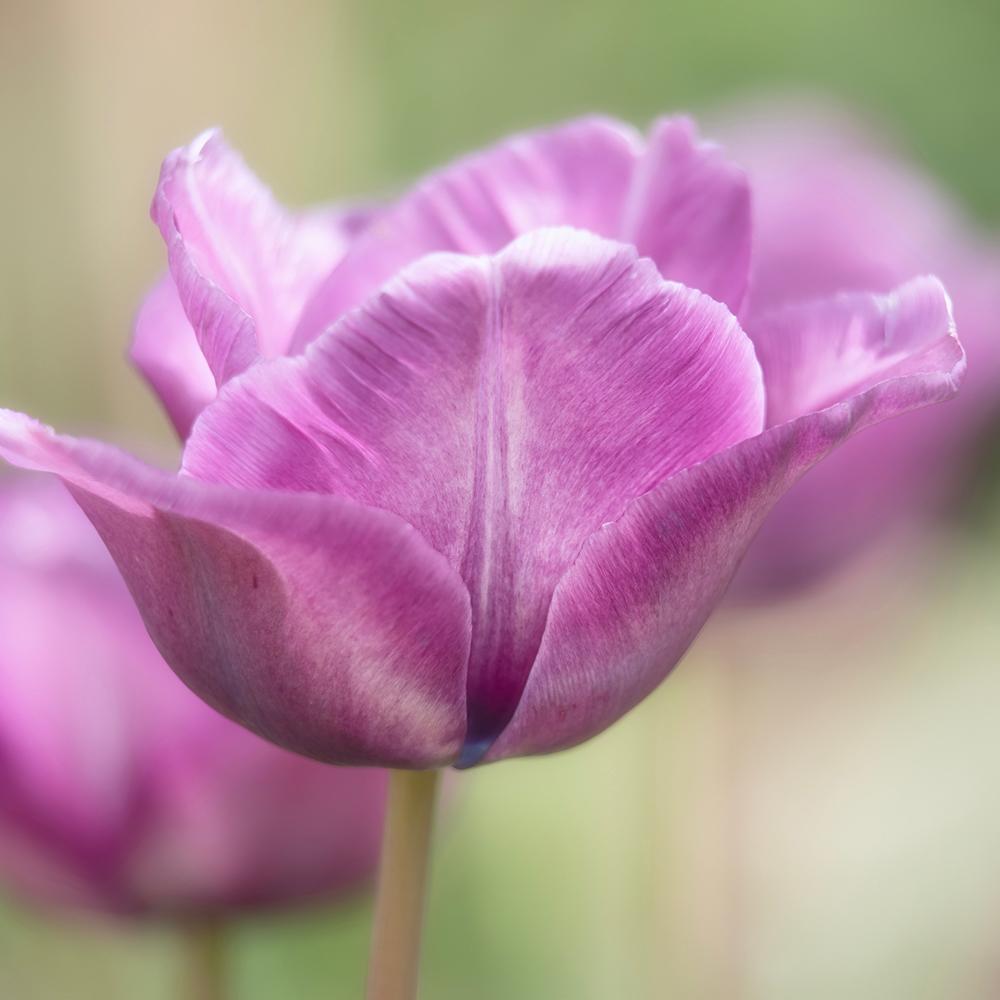 Bulbi Lalele Bleu Aimable (5 Bucati/Pachet)