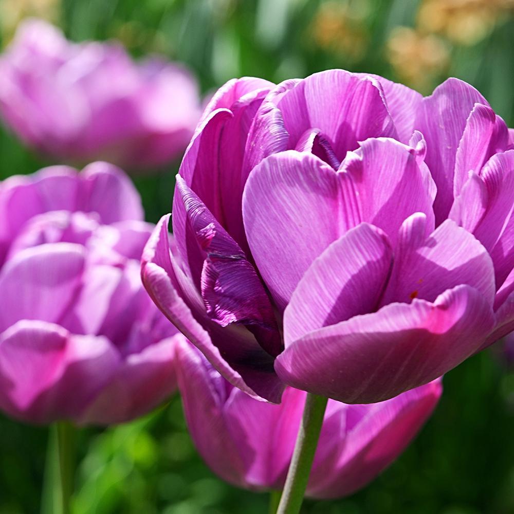 Bulbi Lalele Blue Diamond (5 Bucati/Pachet)