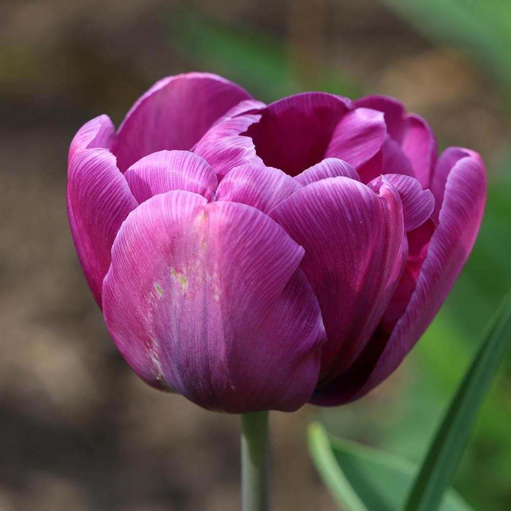 Bulbi Lalele Blue Diamond (5 Bucati/Pachet)