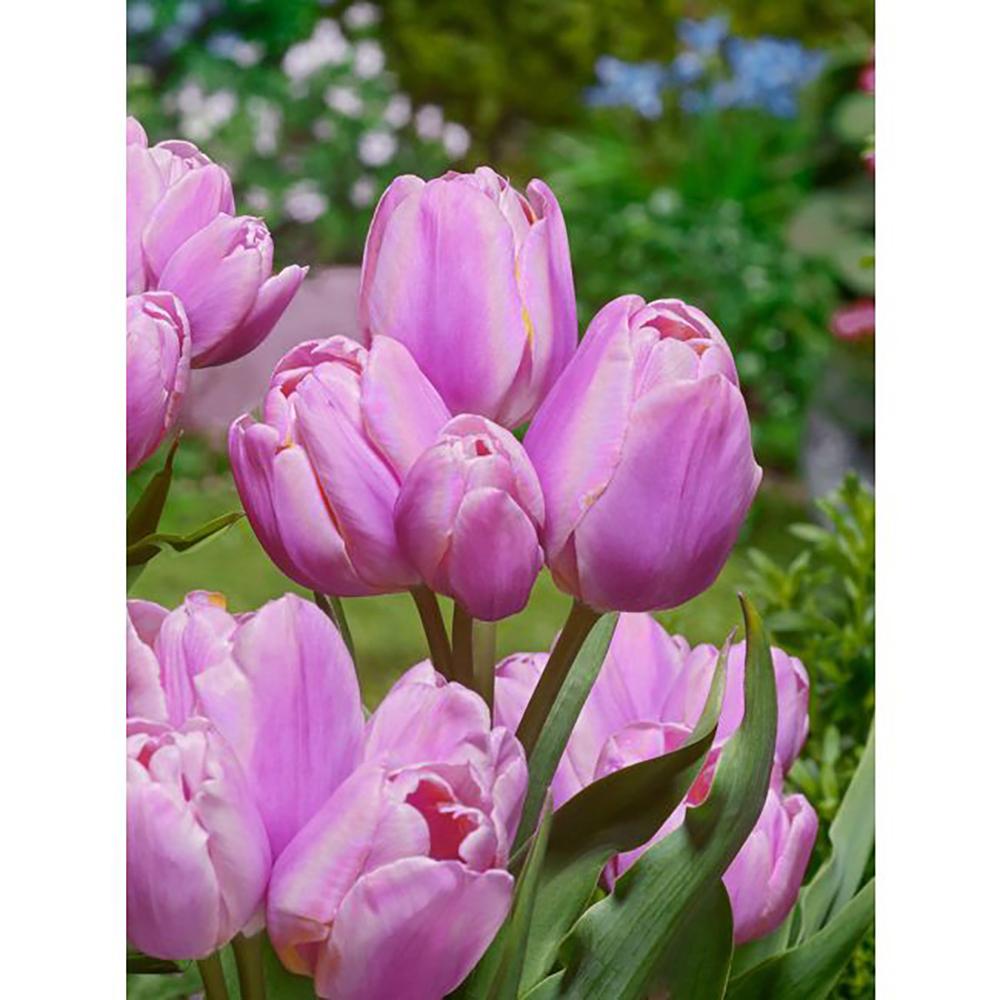 Bulbi Lalele Blue Heaven (5 Bucati/Pachet)