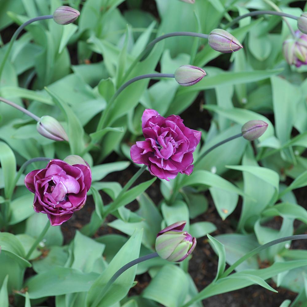 Bulbi Lalele Blue Spectacle (5 Bucati/Pachet)