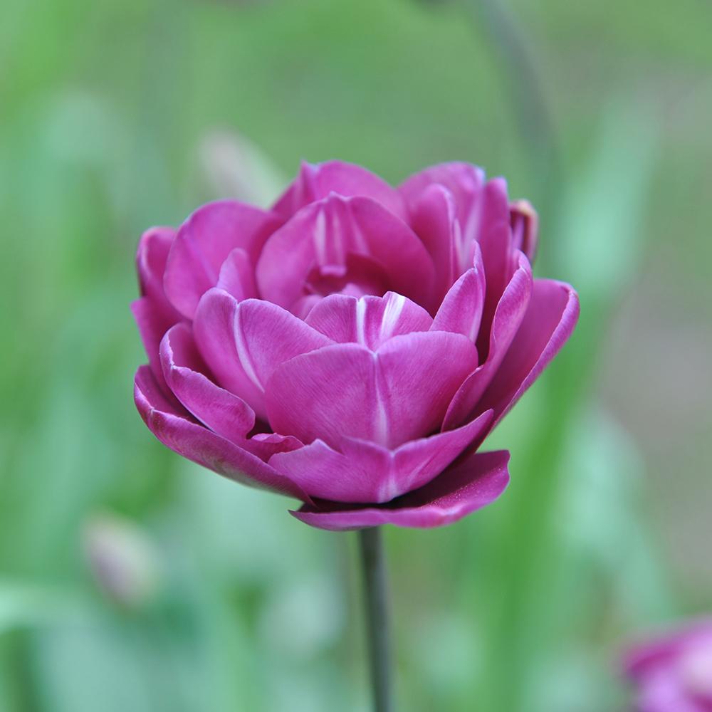 Bulbi Lalele Blue Spectacle (5 Bucati/Pachet)