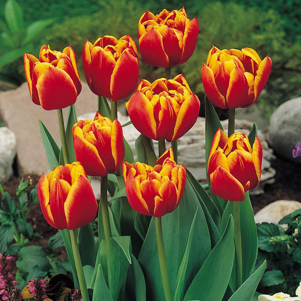 Bulbi Lalele Bonanza (5 Bucati/Pachet)