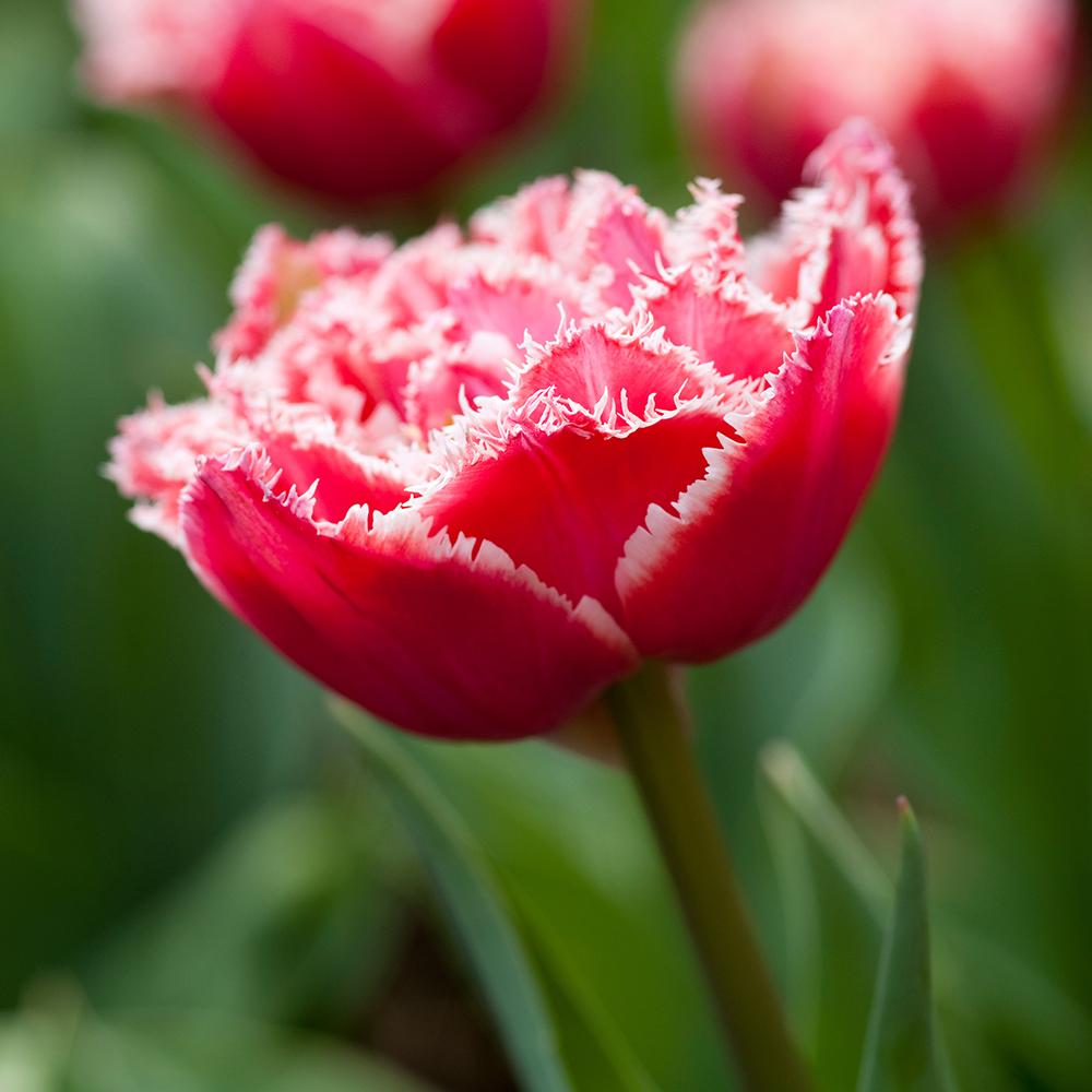 Bulbi Lalele Brest (5 Bucati/Pachet)