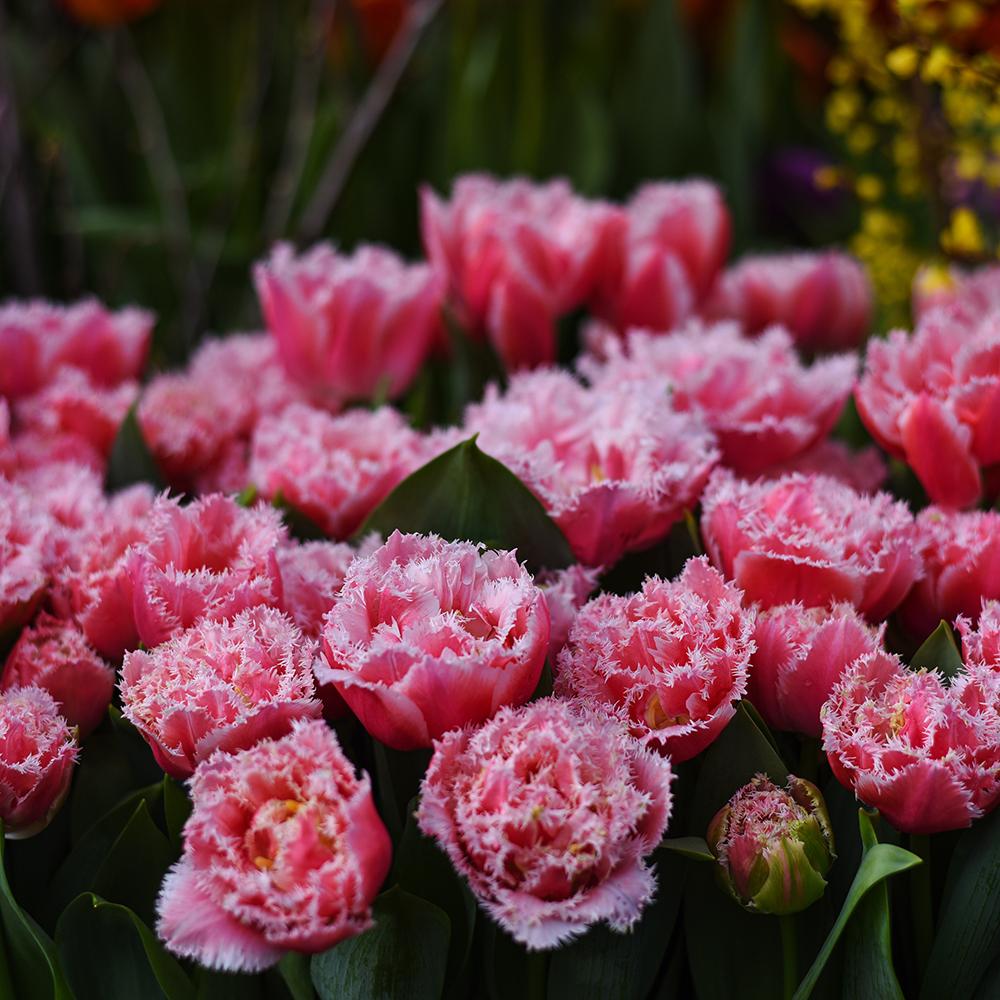 Bulbi Lalele Brest (5 Bucati/Pachet)