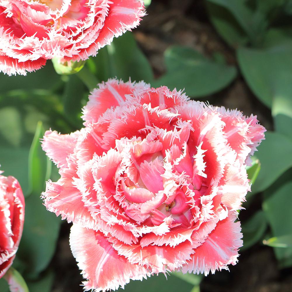 Bulbi Lalele Brest (5 Bucati/Pachet)