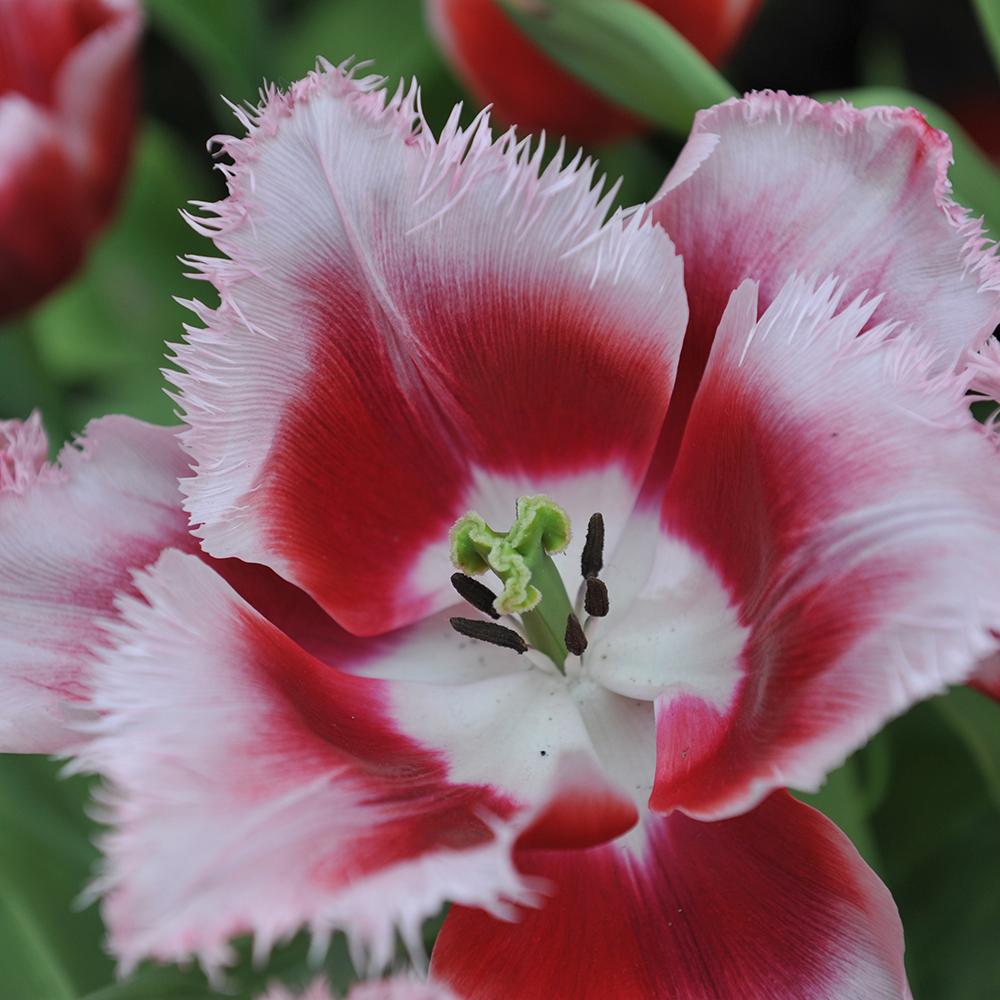 Bulbi Lalele Canasta (5 Bucati/Pachet)