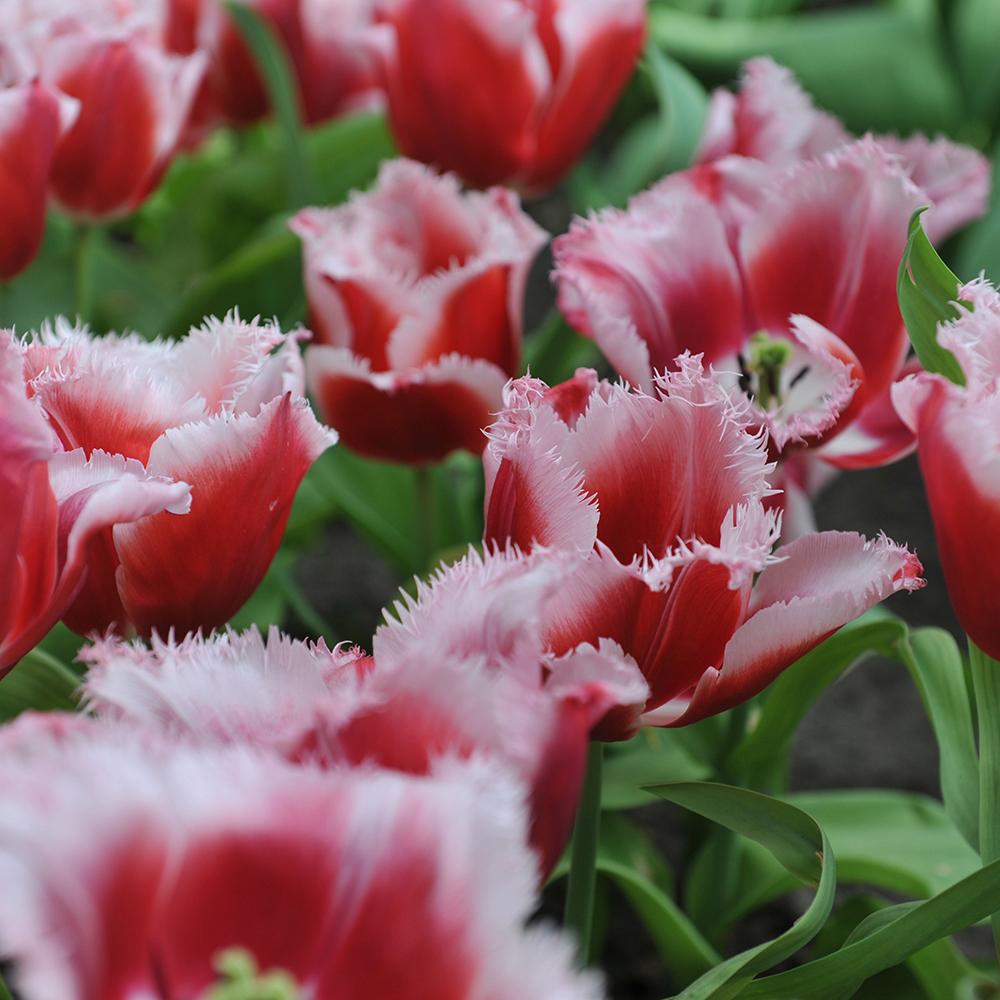 Bulbi Lalele Canasta (5 Bucati/Pachet)