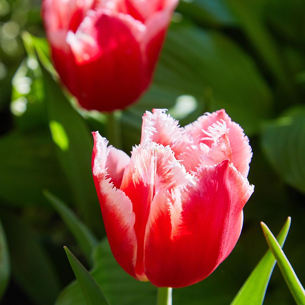 Bulbi Lalele Canasta (5 Bucati/Pachet)