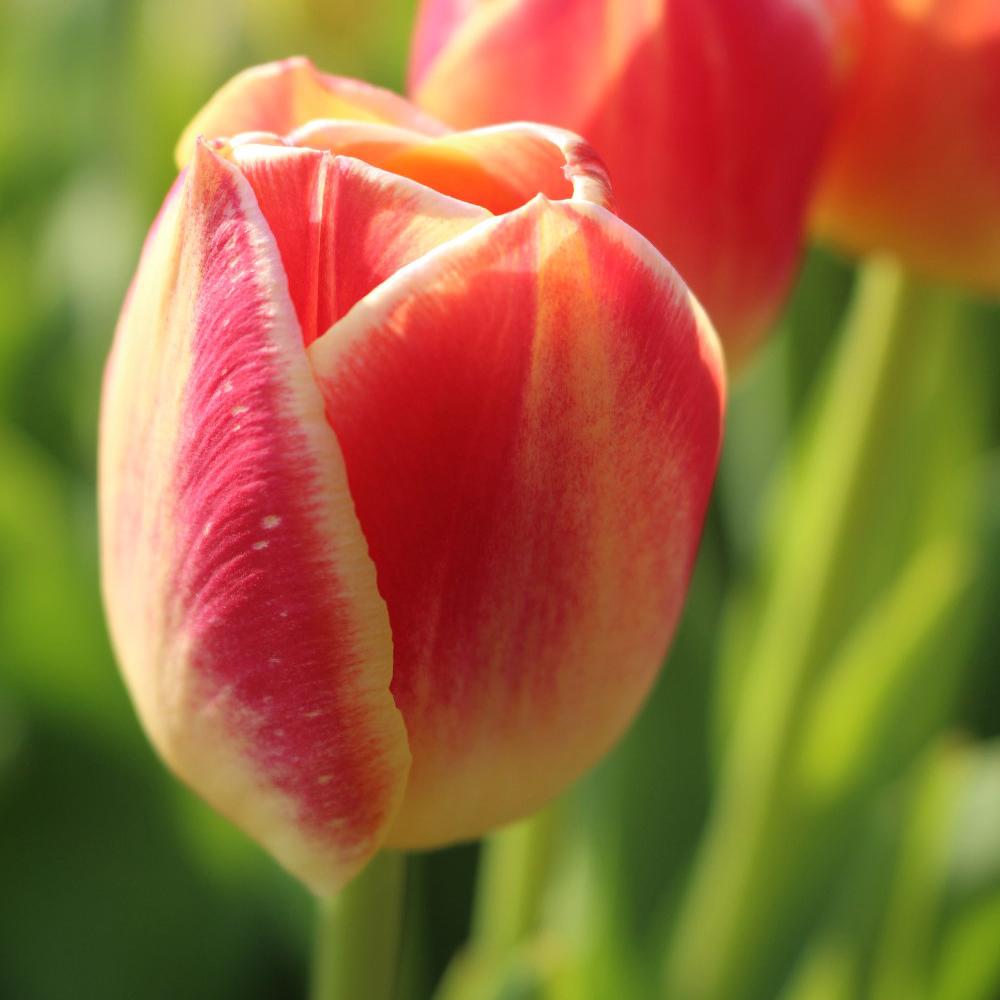 Bulbi Lalele Candy Corner (5 Bucati/Pachet)