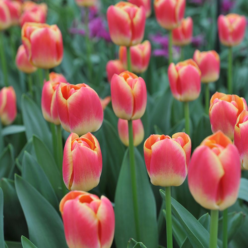 Bulbi Lalele Candy Corner (5 Bucati/Pachet)