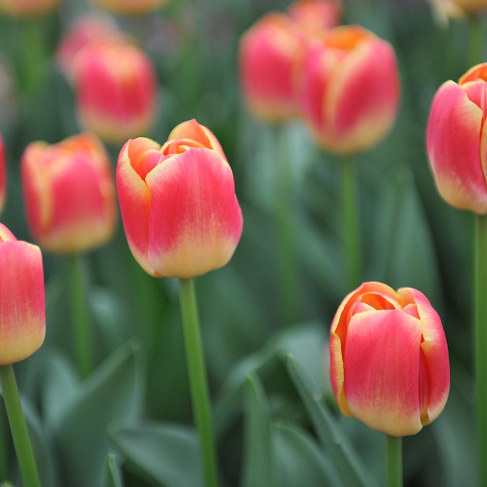 Bulbi Lalele Candy Corner (5 Bucati/Pachet)