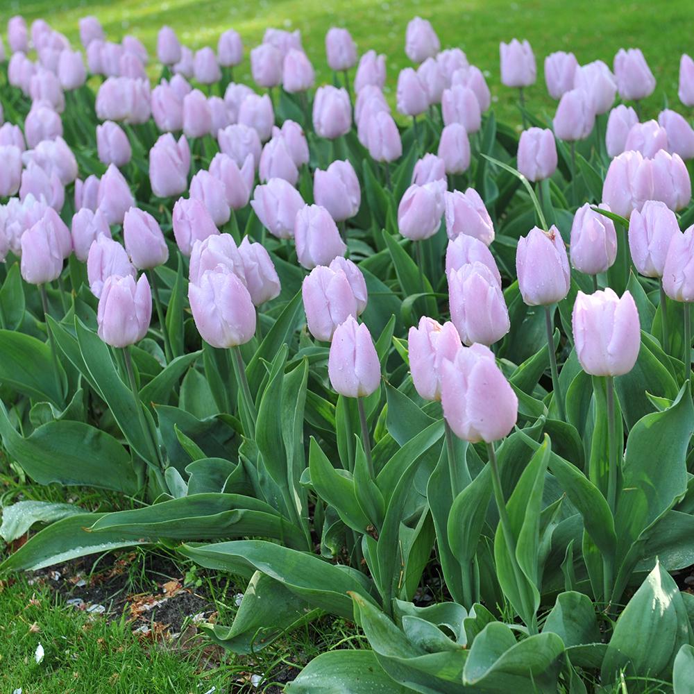 Bulbi Lalele Candy Prince, cu flori mov-lila, set de 10 bulbi