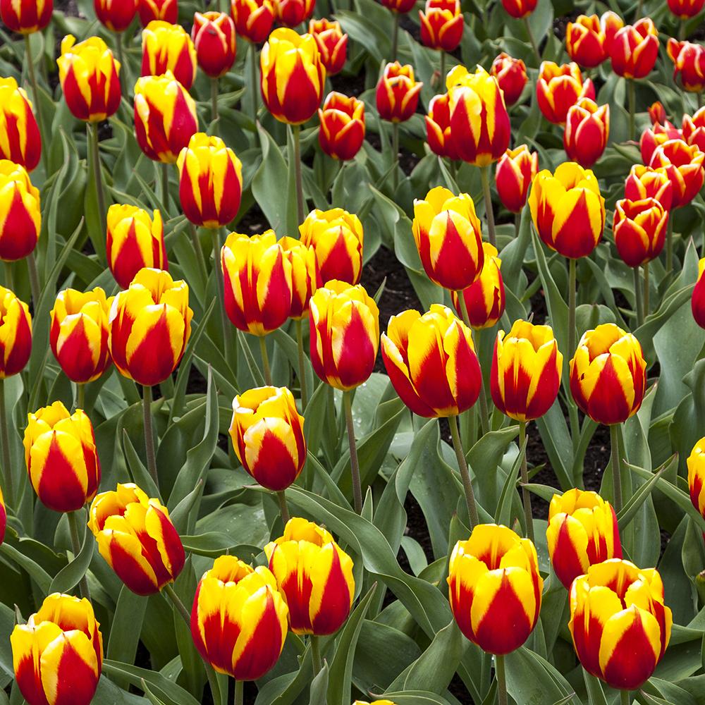 Bulbi Lalele Cape Cod (5 Bucati/Pachet)