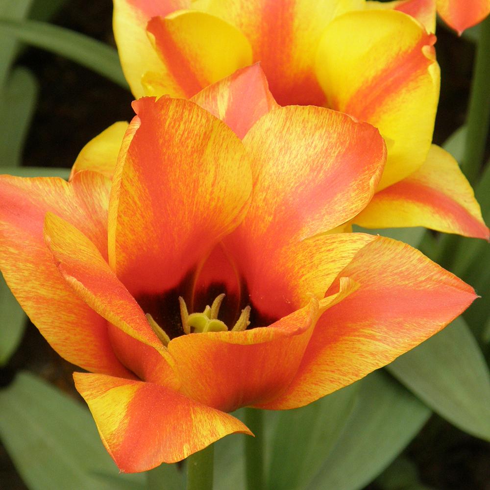 Bulbi Lalele Cape Cod (5 Bucati/Pachet)