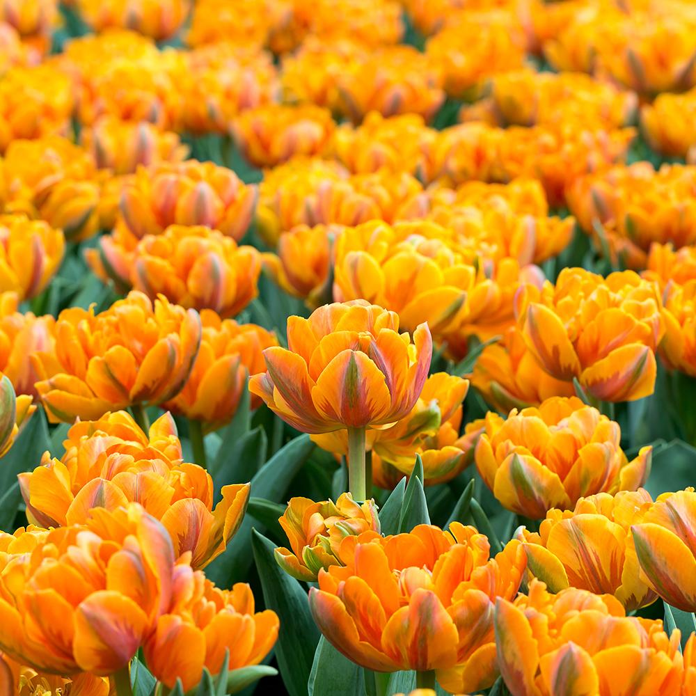 Bulbi Lalele Cape Cod (5 Bucati/Pachet)