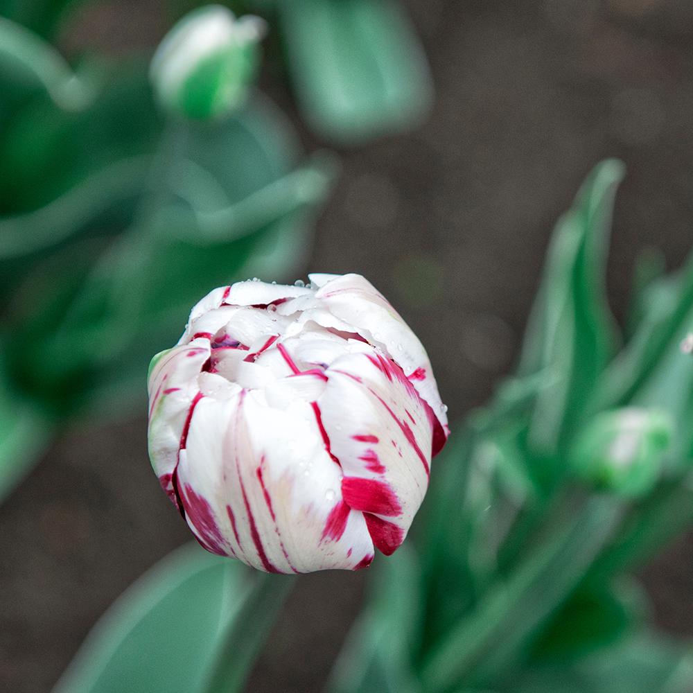 Bulbi Lalele Carnaval de Nice (5 Bucati/Pachet)