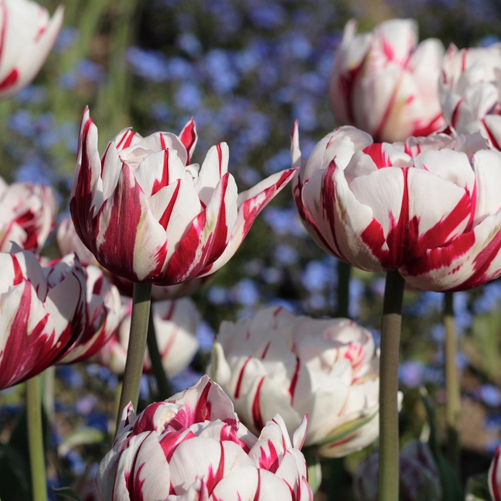 Bulbi Lalele Carnaval de Nice (5 Bucati/Pachet)
