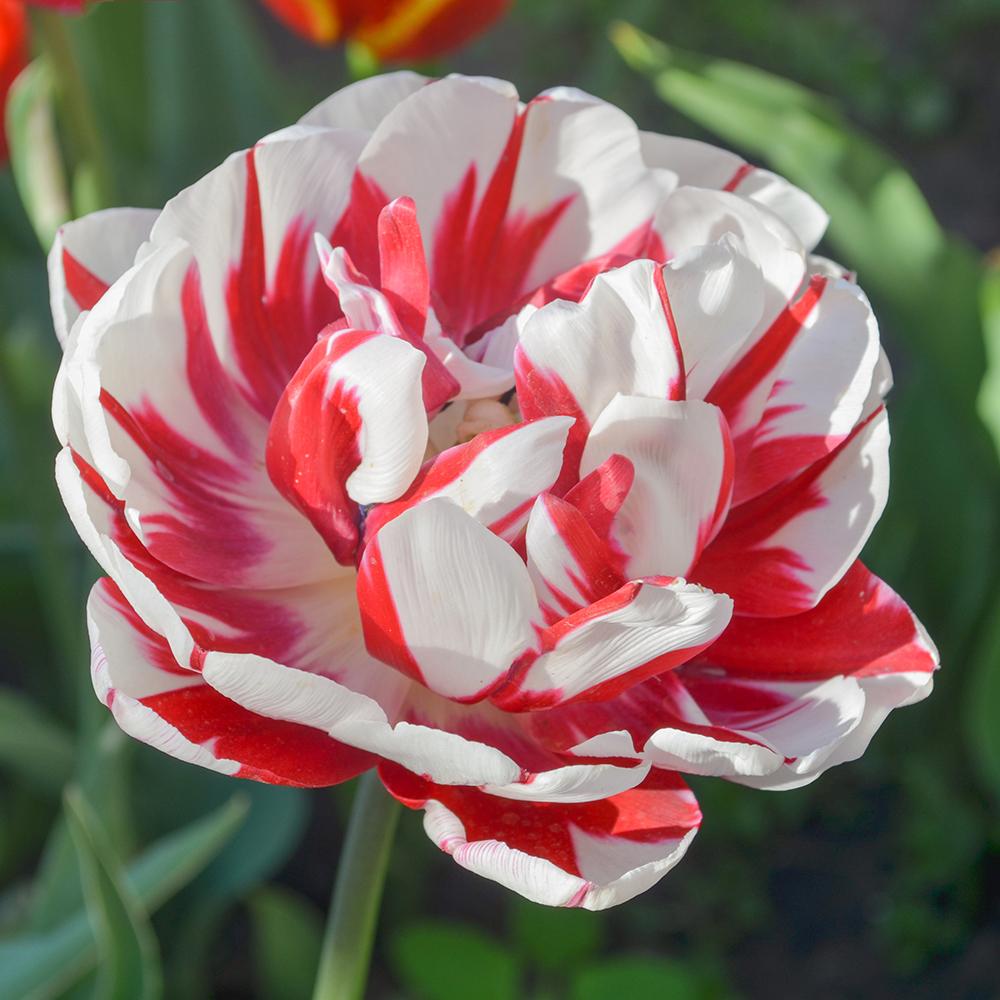 Bulbi Lalele Carnaval de Nice (5 Bucati/Pachet)