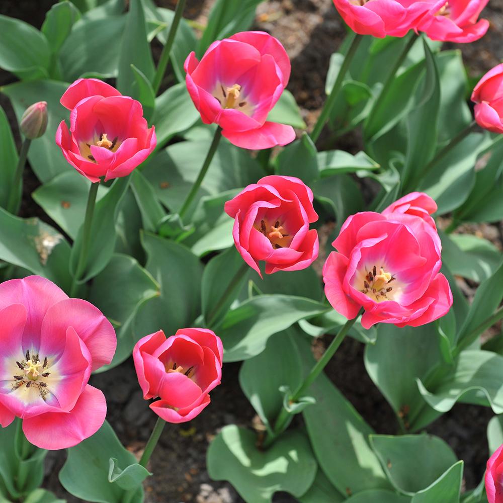 Bulbi Lalele Carola (5 Bucati/Pachet)