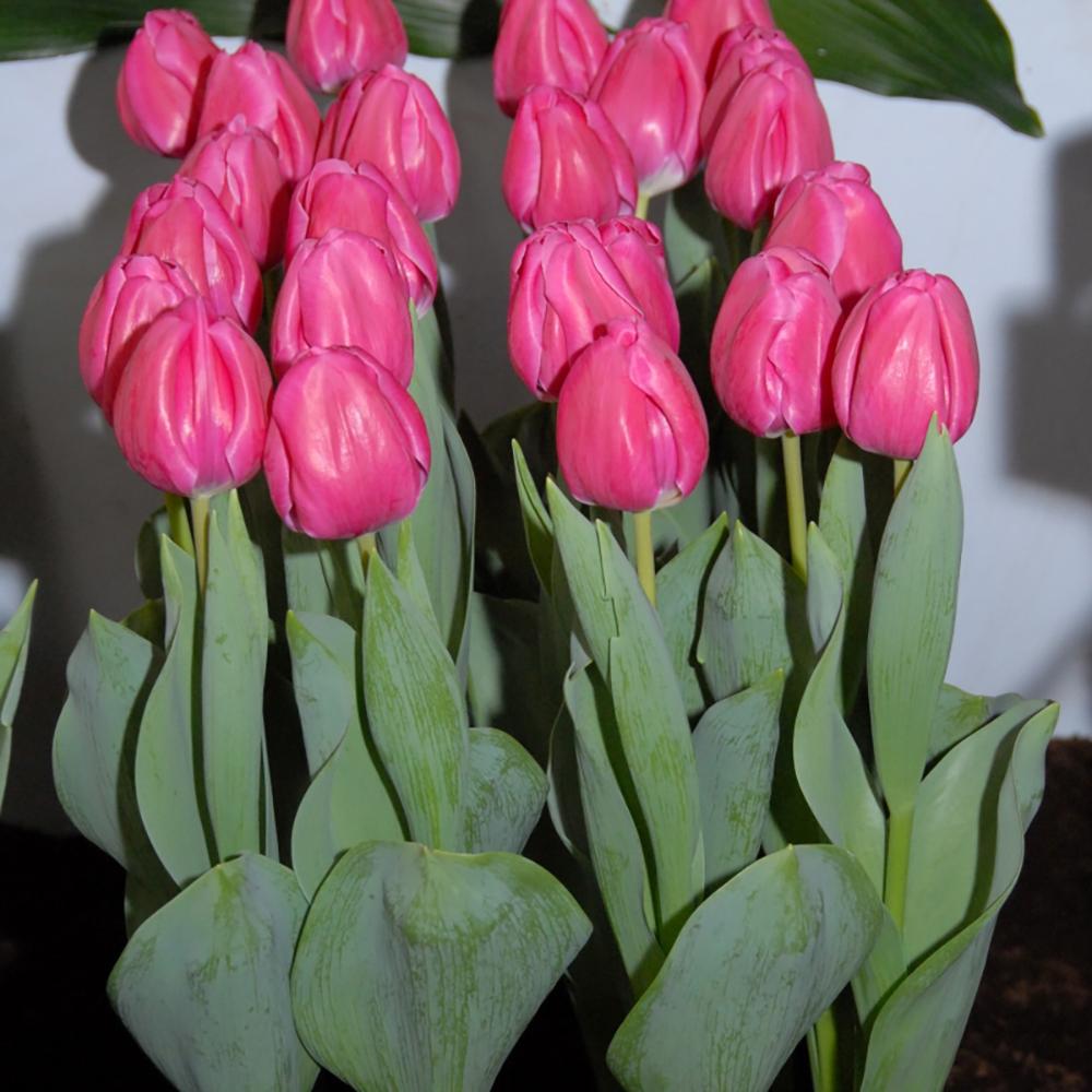 Bulbi Lalele Carola (5 Bucati/Pachet)