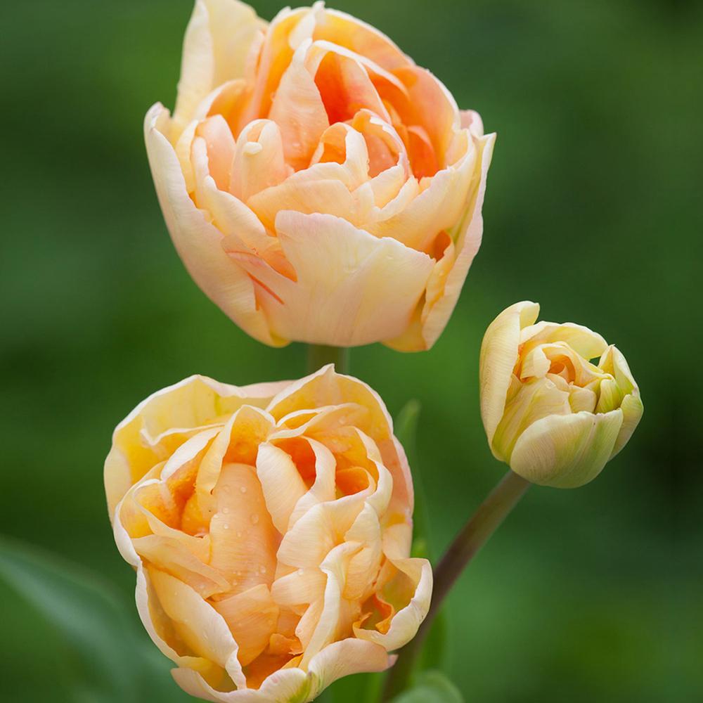 Bulbi Lalele Charming Lady (5 Bucati/Pachet)