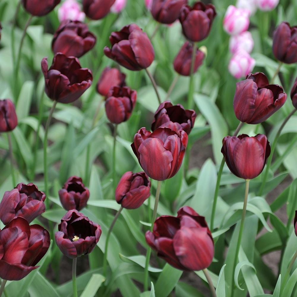 Bulbi Lalele Continental (5 Bucati/Pachet)