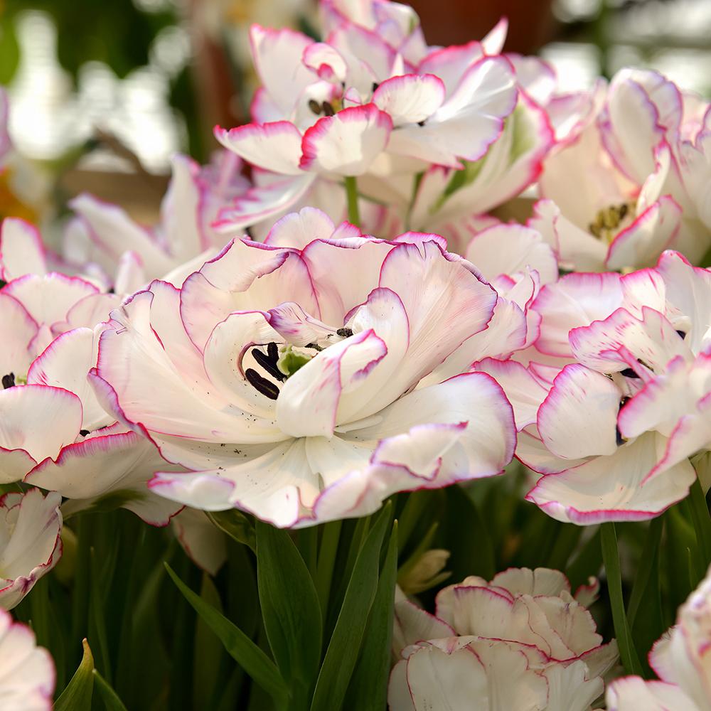 Bulbi Lalele Danceline (5 Bucati/Pachet)