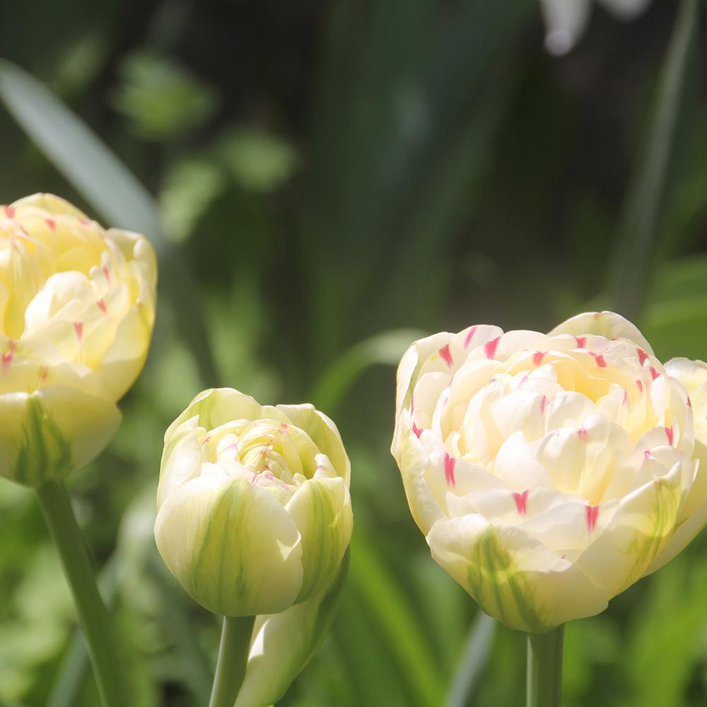 Bulbi Lalele Danceline (5 Bucati/Pachet)