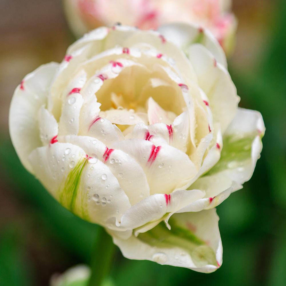 Bulbi Lalele Danceline (5 Bucati/Pachet)