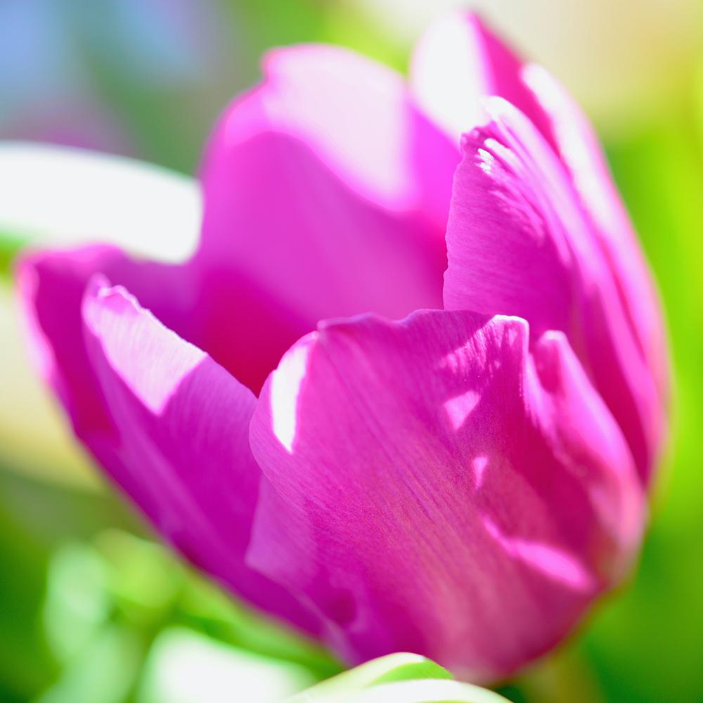 Bulbi Lalele Design Impression (5 Bucati/Pachet)