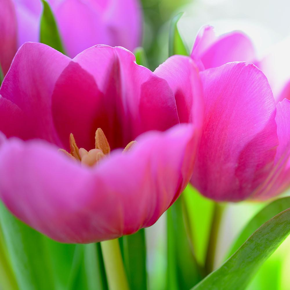 Bulbi Lalele Design Impression (5 Bucati/Pachet)