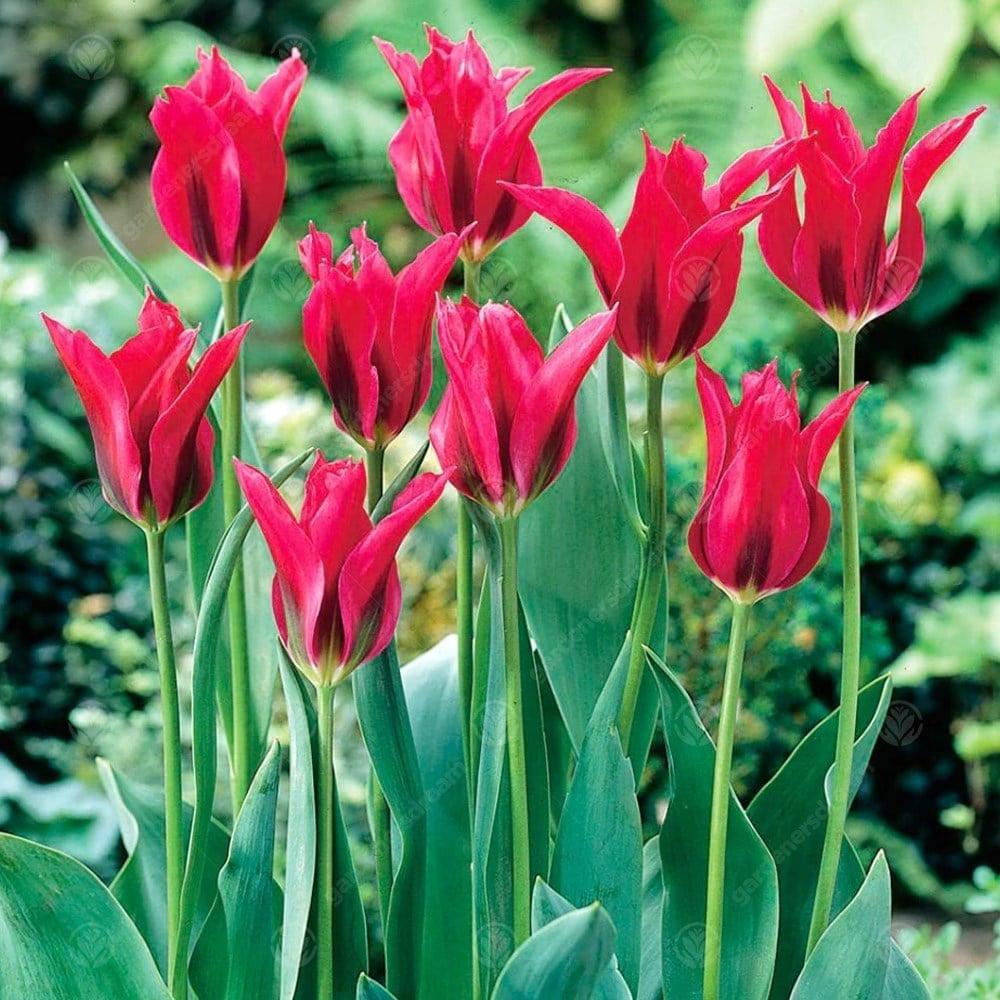 Bulbi Lalele Doll'S Minuet (5 Bucati/Pachet)