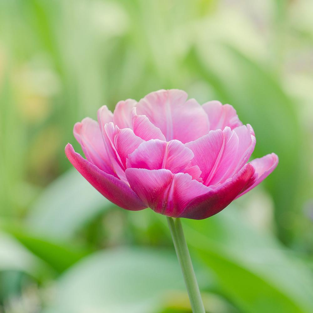 Bulbi Lalele Double Shirley (5 Bucati/Pachet)