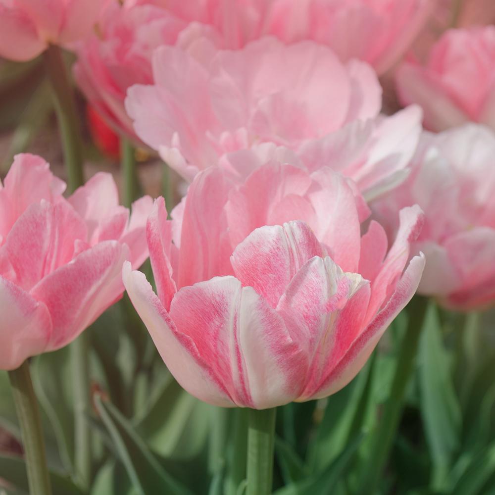 Bulbi Lalele Double Shirley (5 Bucati/Pachet)