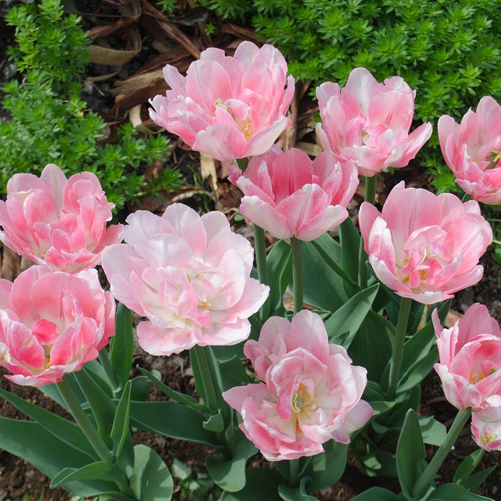 Bulbi Lalele Double Shirley (5 Bucati/Pachet)