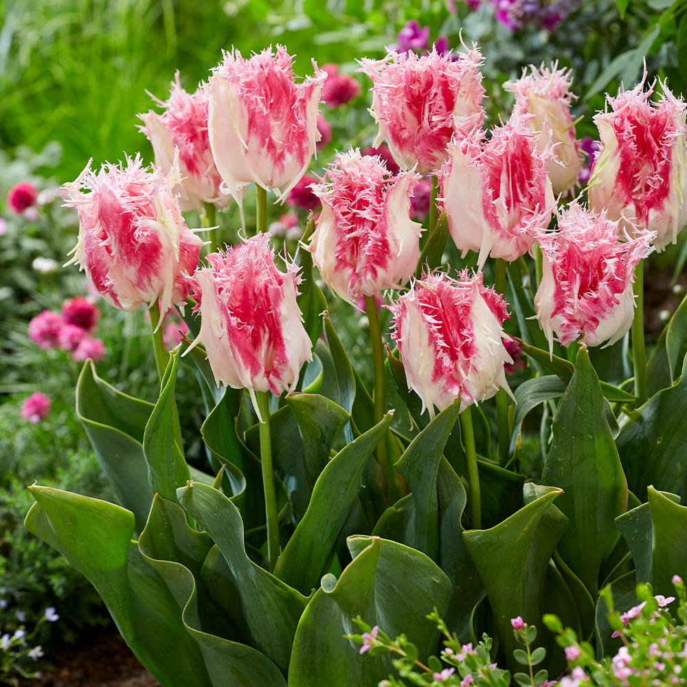 Bulbi Lalele Drakensteyn (5 Bucati/Pachet)