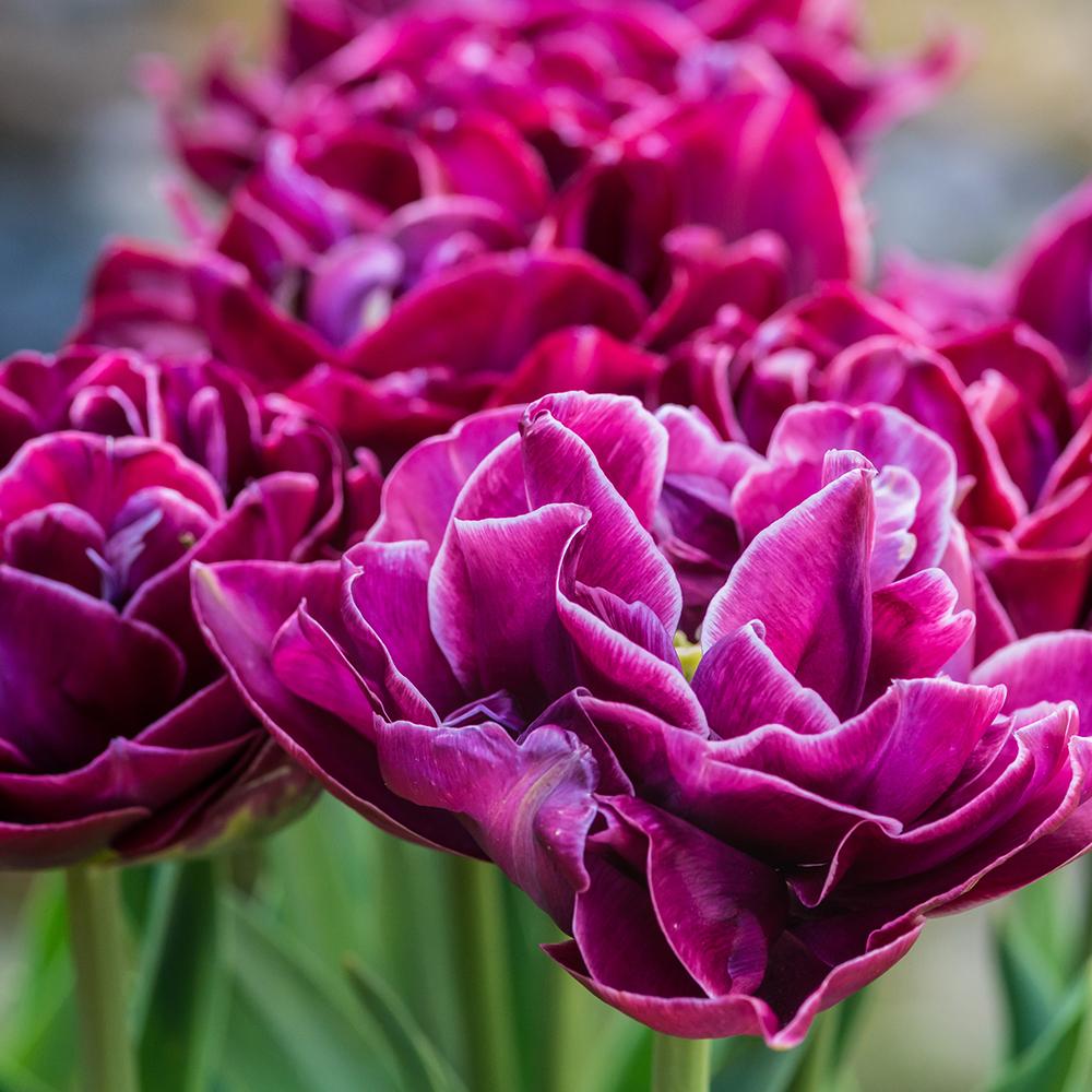 Bulbi Lalele Dream Touch (5 Bucati/Pachet)